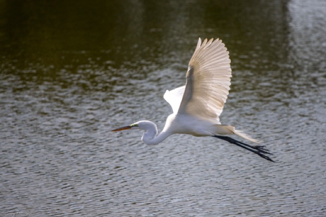 Great Egret in Flight
Venice Area Audubon Rookery
Venice Florida